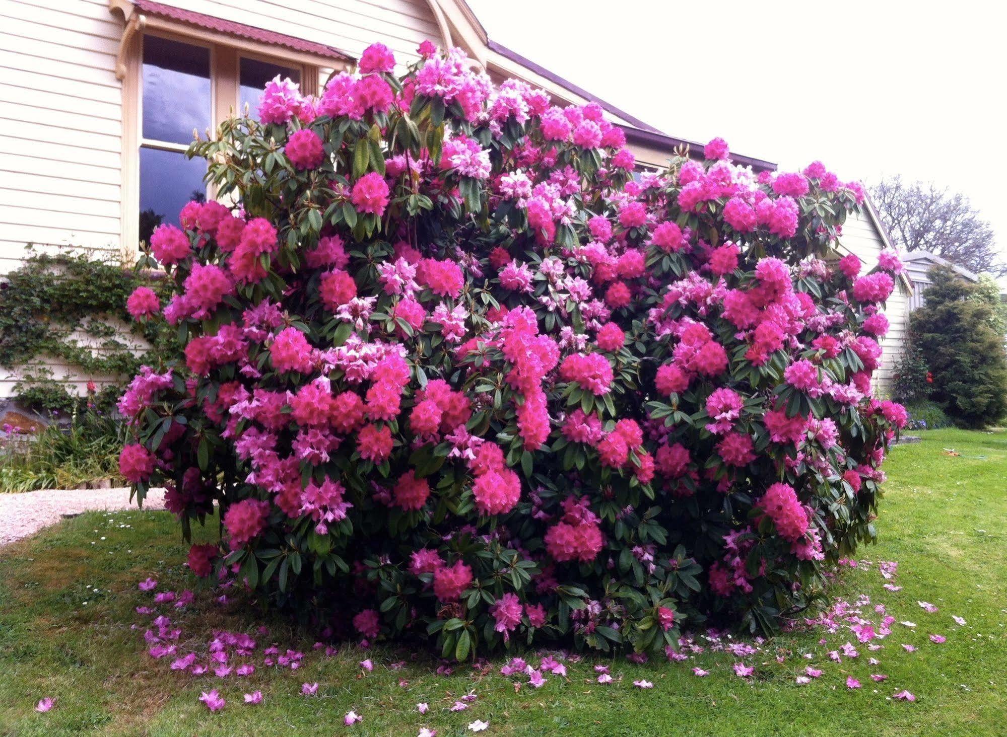 แคมบริดจ์เฮาส์บีแอนด์บี Bed & Breakfast Geeveston ภายนอก รูปภาพ